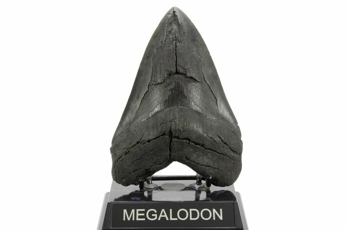 Serrated, Fossil Megalodon Tooth - South Carolina #374675